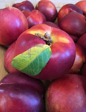 Nectarine